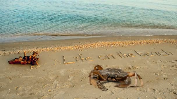 Краб Напис Піску Пляжі Напис Життя Пляжі Піску — стокове відео