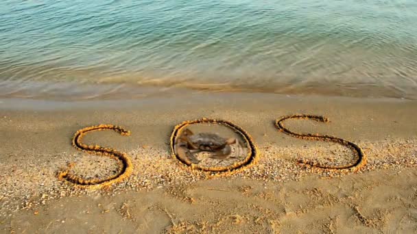 Crab Inscription Sand Beach Inscription Sos Sand — Stock Video