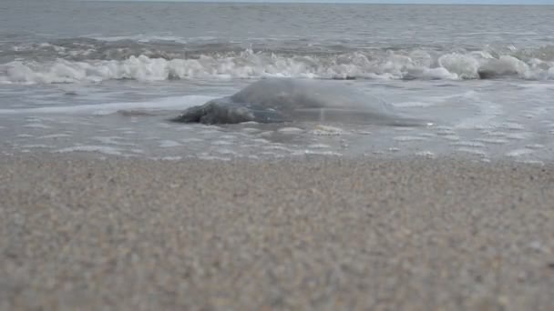 沙上的水母 在海岸开枪射击 — 图库视频影像