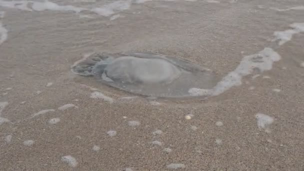 Kwallen Zand Schieten Aan Kust — Stockvideo