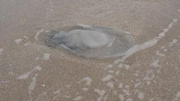 Медузи Піску Стрілянина Морському Узбережжі — стокове відео