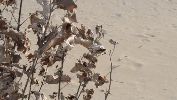 Trockener Herbststrauch Vor Dem Hintergrund Sandiger Dünen Dreharbeiten Der Küste — Stockvideo