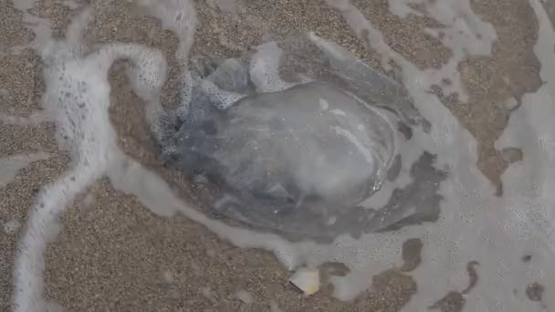 Μέδουσες Στην Άμμο Πυροβολισμοί Στην Ακτή Της Θάλασσας — Αρχείο Βίντεο