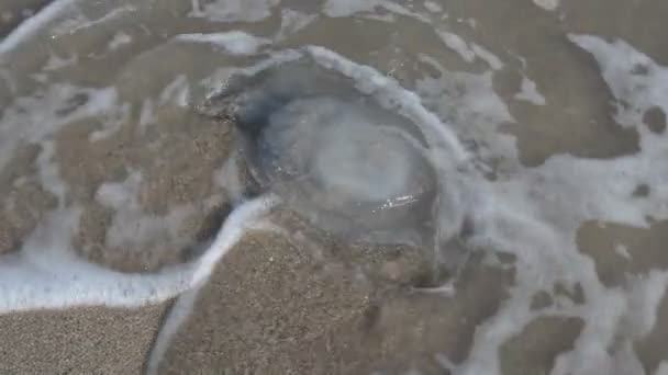 Jellyfish Sand Shooting Sea Coast — Stock Video