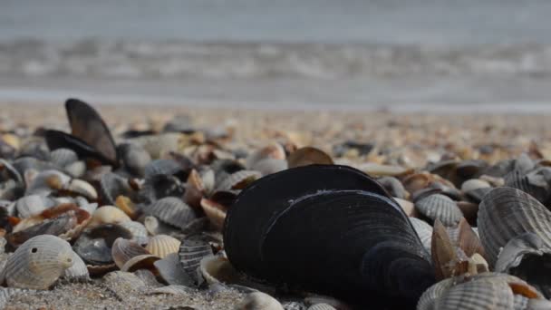 Muscheln Auf Sand Schießen Vor Dem Hintergrund Einer Welle — Stockvideo