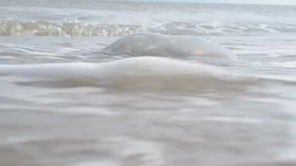 Medusas Sobre Arena Tiro Costa Del Mar — Vídeos de Stock