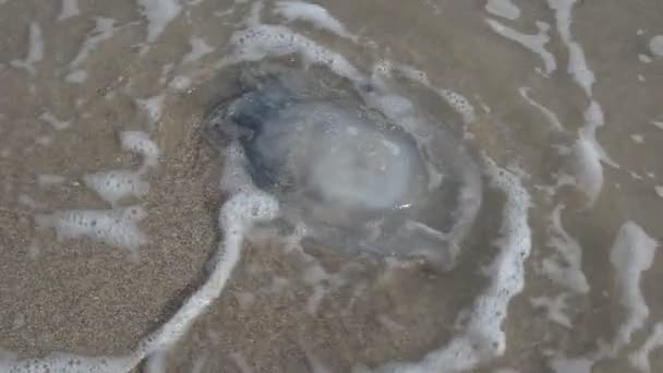 Jellyfish Sand Shooting Sea Coast — Stock Video