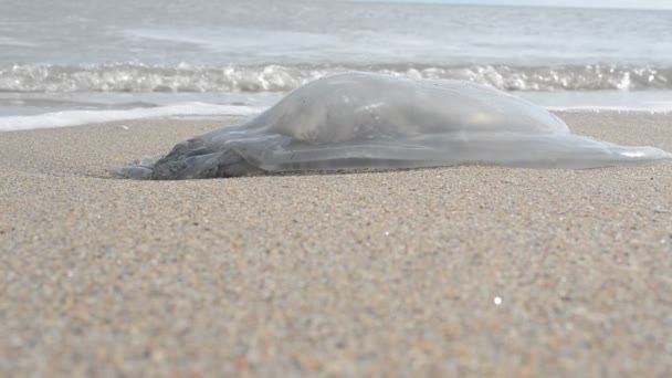 沙上的水母 在海岸开枪射击 — 图库视频影像