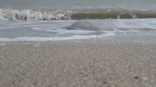 沙上的水母 在海岸开枪射击 — 图库视频影像