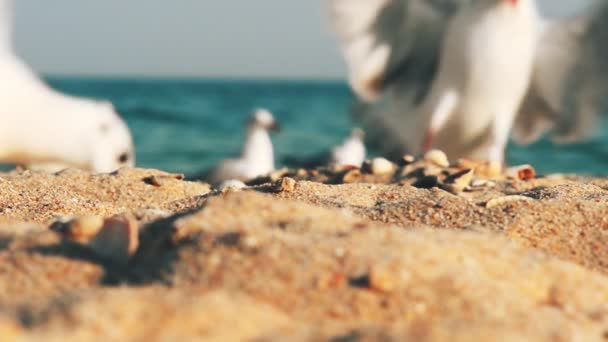 Чайки Пляжі Море Чайки — стокове відео