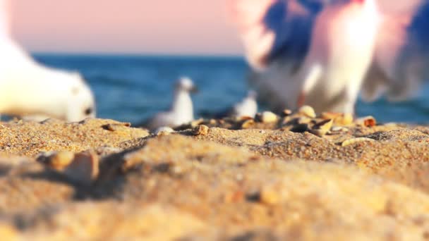 Des Mouettes Sur Plage Mer Mouettes — Video