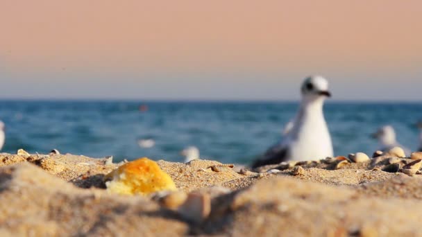 Fiskmåsar Stranden Hav Och Måsar — Stockvideo