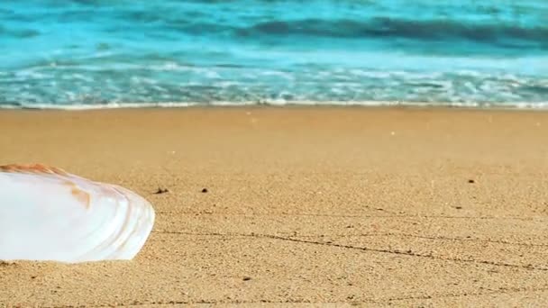 Conchas Playa Disparos Playa — Vídeo de stock