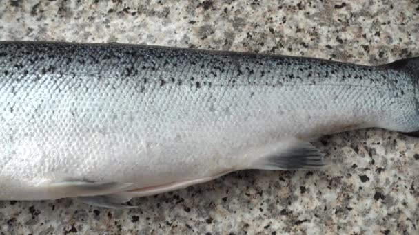 Fish a salmon on a kitchen table. — Stock Footage Fish Salmon Kitchen Table Royalty Free Stock Footage
