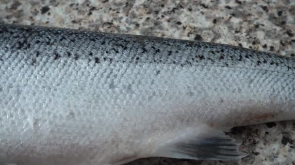 Fisch Einen Lachs Auf Einem Küchentisch — Stockvideo