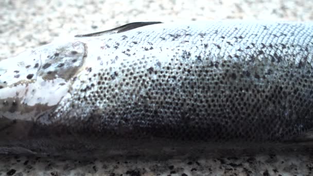 Ryby Łosoś Stole Kuchennym — Wideo stockowe