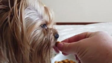 Yorkshire Terrier 'i kanepede kuru yemle besliyorum..