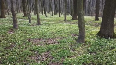 Ormanda beyaz şakayık çiçekleri.