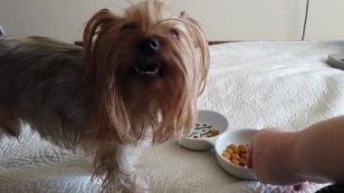 Yorkshire Terrier 'i kanepede kuru yemle besliyorum..