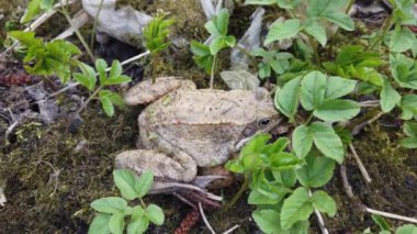 Baharda çimlerde iki kurbağa.