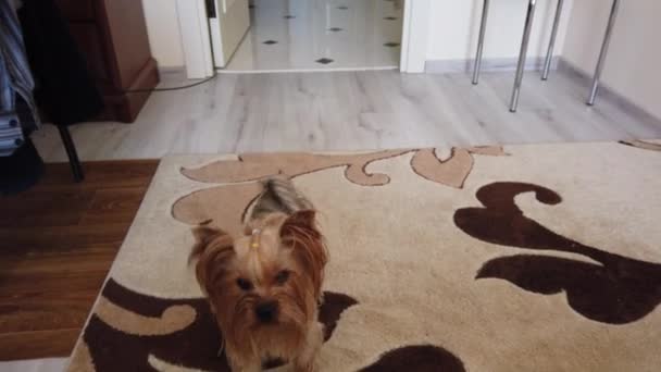 Giocare Yorkshire Terrier Palla Sul Tappeto — Video Stock