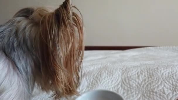 Alimentación Yorkshire Terrier Forraje Seco Sofá — Vídeos de Stock