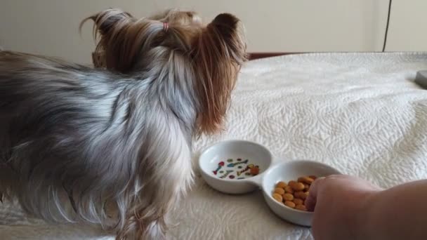 Yorkshire Terrier Trockenfutter Auf Der Couch Füttern — Stockvideo