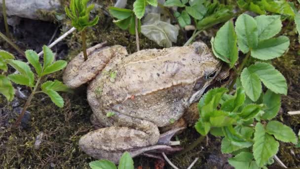 春天草丛中的两只青蛙 — 图库视频影像