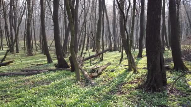 Weiße Anemonenblüten Wald — Stockvideo