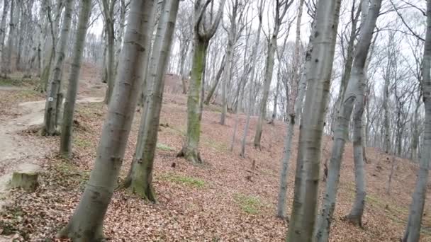 Tournage dans la forêt de printemps .