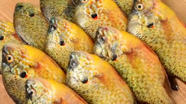 Uçan balık. Centrarchus makropterus. Lepomis gibbosus. Harekette çekim..