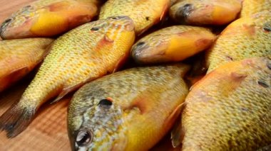 Uçan balık. Centrarchus makropterus. Lepomis gibbosus. Harekette çekim..