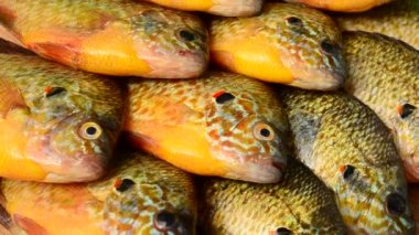 Uçan balık. Centrarchus makropterus. Lepomis gibbosus. Harekette çekim..