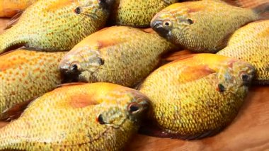 Uçan balık. Centrarchus makropterus. Lepomis gibbosus. Harekette çekim..