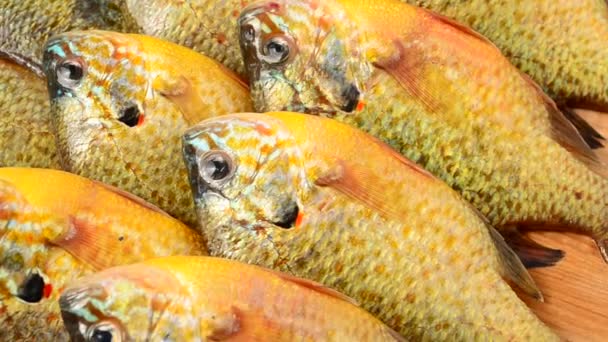 Latająca Ryba Makroterus Środkowy Lepomis Gibbosus Strzelanina Ruchu — Wideo stockowe