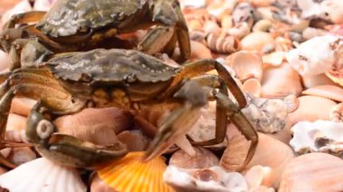 Canlı yengeçler. Yengeç avlamak..