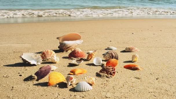 Conchas Praia Tiro Praia — Vídeo de Stock