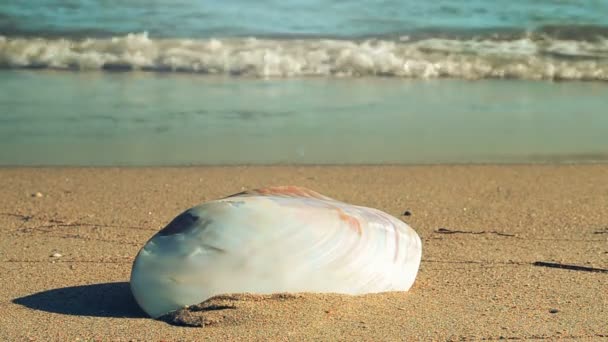 Des Obus Sur Plage Tournage Sur Plage — Video