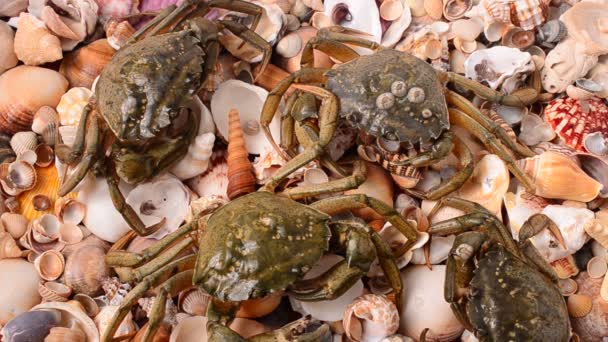 Des Crabes Vivants Tir Crabes — Video