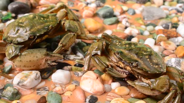 Des Crabes Vivants Tir Crabes — Video