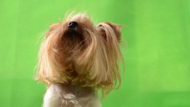 Yeşil arka planda Yorkshire Teriyeri. Yeşil bir arkaplanda çekim.