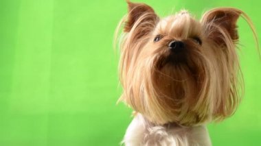 Yeşil arka planda Yorkshire Teriyeri. Yeşil bir arkaplanda çekim.