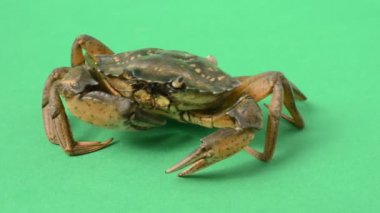 Yeşil arka planda canlı yengeçler. Yeşil bir arkaplanda çekim.