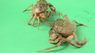 Yeşil arka planda canlı yengeçler. Yeşil bir arkaplanda çekim.