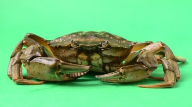 Yeşil arka planda canlı yengeçler. Yeşil bir arkaplanda çekim.