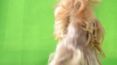 Yeşil arka planda Yorkshire Teriyeri. Yeşil bir arkaplanda çekim.