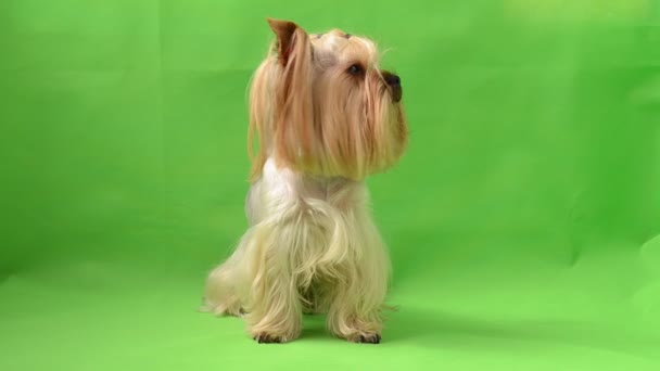 Yorkshire Terrier Green Background Shooting Green Background — Stock Video