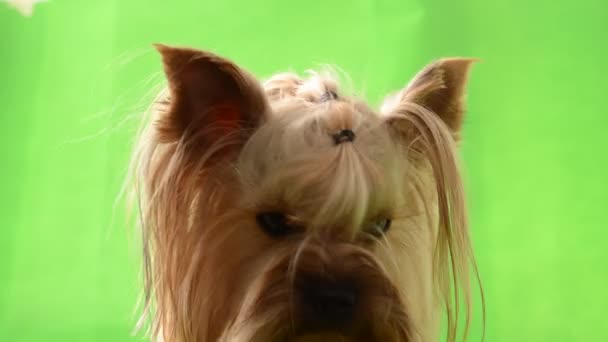 约克郡的狗 绿色背景 在绿色背景上拍摄 — 图库视频影像