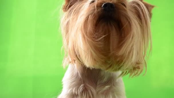 Yorkshire Terrier Green Background Shooting Green Background — Stock Video