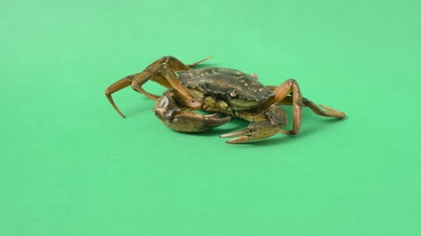 Live Crabs Green Background Shooting Green Background — Stock Video